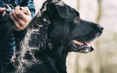 Bedürfnis- und bindungsorientierter Alltag mit Hund